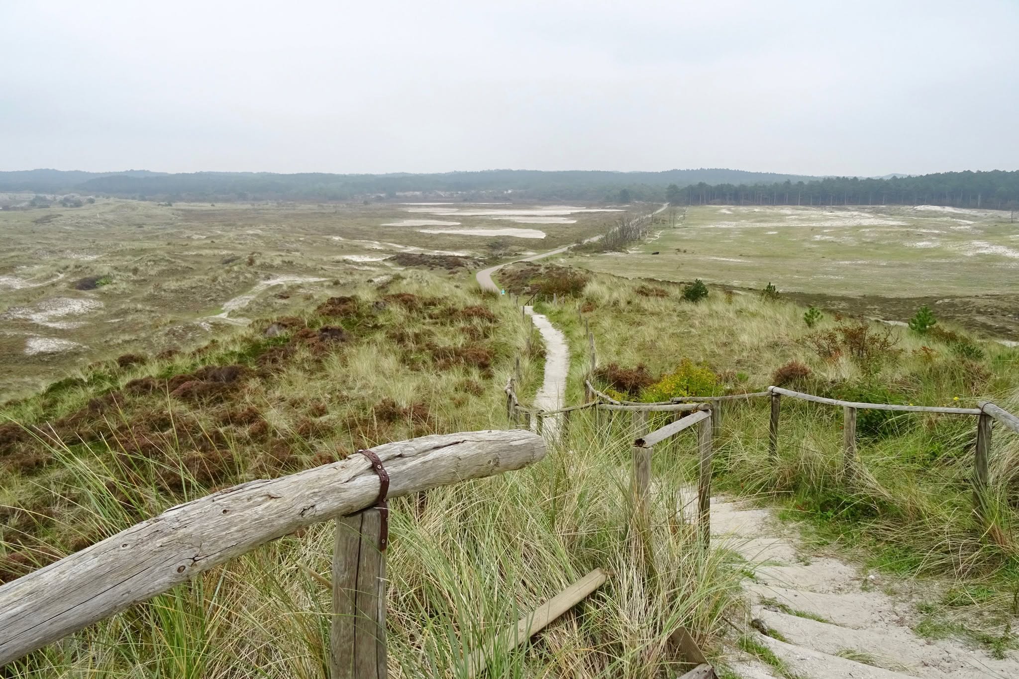 Wandelpad door de Schoorlse Duinen tijdens de Stuifduinentocht