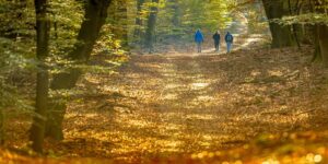 Wandeling Bosrijk Arnhem