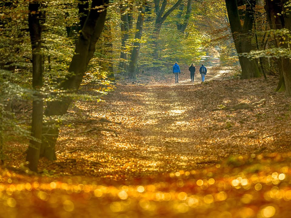 Wandeling Bosrijk Arnhem