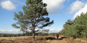 Tragetocht Hoenderloo